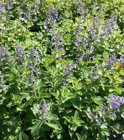 Catmint Junior Walker
